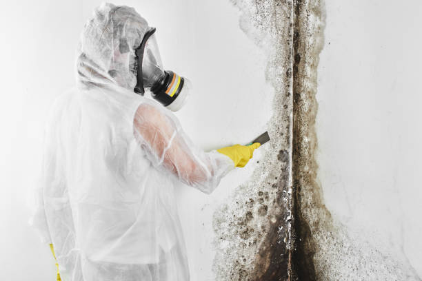 Best Kitchen Mold Remediation in Emporia, KS
