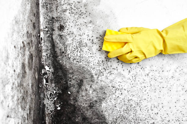 Best Black Mold Remediation in Emporia, KS