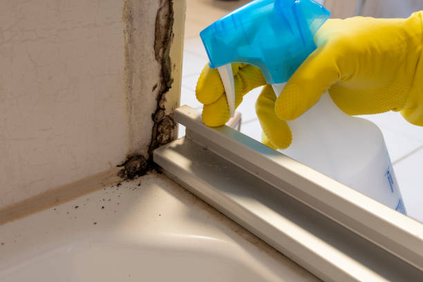 Best White Mold Remediation in Emporia, KS