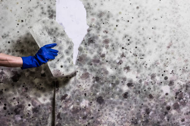 Best Health and Safety Mold Remediation in Emporia, KS
