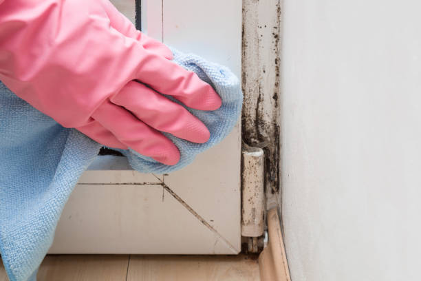 Best Emergency Mold Remediation in Emporia, KS