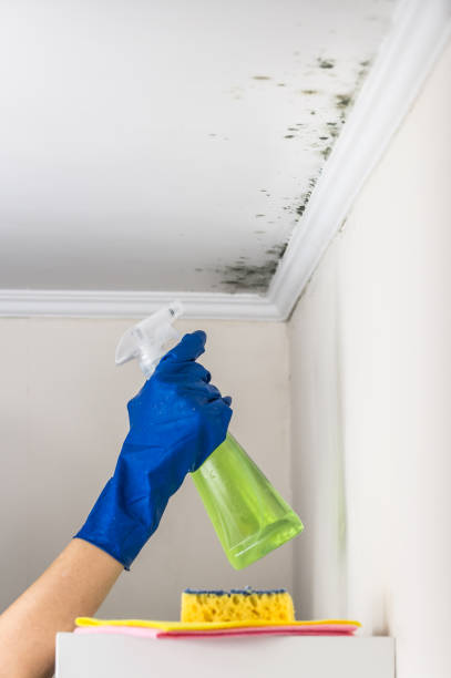 Best Mold Testing and Inspection Services in Emporia, KS