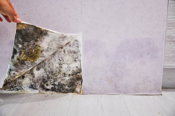 Best Industrial Mold Remediation in Emporia, KS